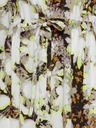 ICHI Braun-weißes geblümtes Kleid mit Krawatte ICHI