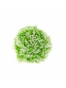 Casa de Engel Buxus mit weißer Blüte, 0/120